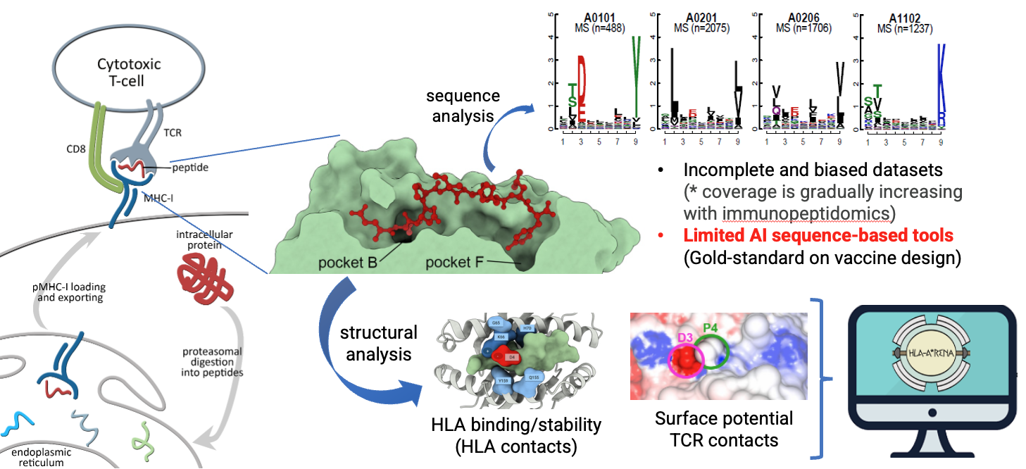 Peptide-HLA binding is a central step for cellular immunity. As a consequence, computational prediction of peptide-HLA binding is a central aspect of sdeveral immunoinformatics pipelines, used for epitope/meoantigen discovery, and immunotherapy dsign. The gold-standard methods in this field are sequence-based deep learning models that learn the binding motifs of different HLA alleles. However, the great diversity of HLA alelles and the biases of training datasets lead to varying prediction accuracies across HLA alleles. Structure-based methods hold the potential for binding predictions that generalize towards less prevalent or unknown HLAs alleles, and potential access to other relevant features such as complex stability and immunogenicity. Our team is trying to integrate sequence-based, structure-based and novel AI-driven methods into customizable pipelines aavailable through the HLA-Arena 2.0 environment.